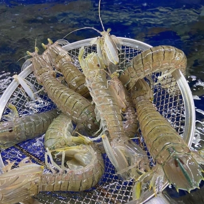 Tôm tít (bề bề) tươi sống 8-10 con/kg