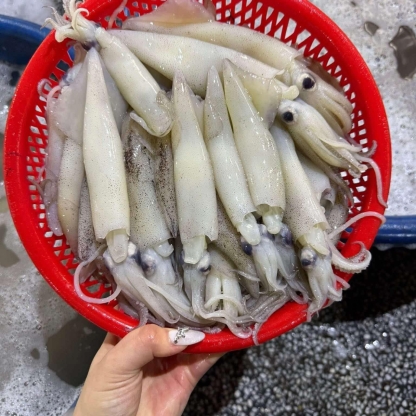 Mực ống câu đông lạnh 9-12 con/kg