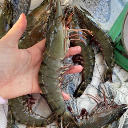 Tôm sú đông lạnh 40-50 con/kg