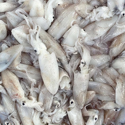 Mực sim đông lạnh giá sỉ