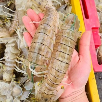 Tôm tít (bề bề) sống 4-5 con/kg