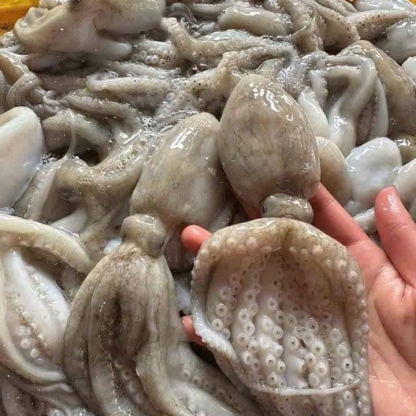 Bạch tuộc tươi sống giá sỉ size 2-3 con/kg