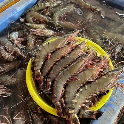 Tôm sú thiên nhiên 15-20 con/kg