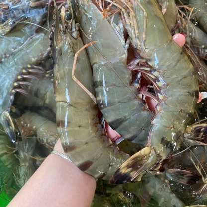 Tôm sú sống 25-30 con/kg