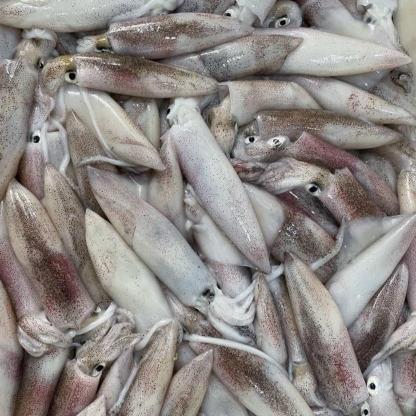 Mực trứng đông lạnh loại 1 size 30-40 con/kg