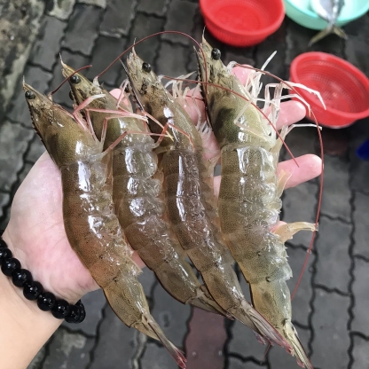 Tôm thẻ sống 50-60 con/kg