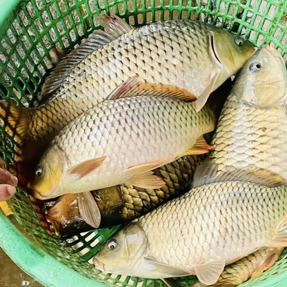 Cá chép sống mới đánh bắt an toàn thơm ngon Size 1,5-2 kg/con