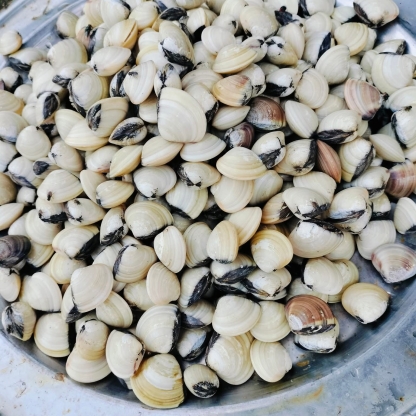 Nghêu sống, đánh bắt ở biển size 40-50 con/kg