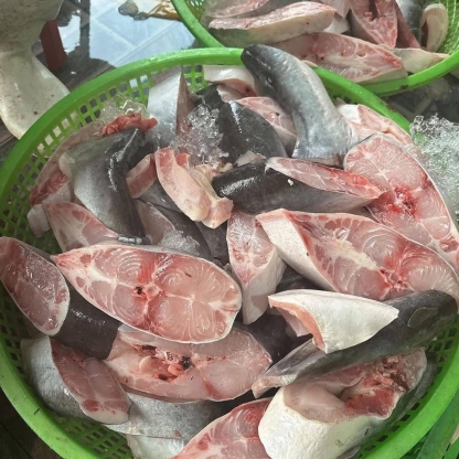 Cá basa sống nuôi thiên nhiên Size 2-2,5 kg/con