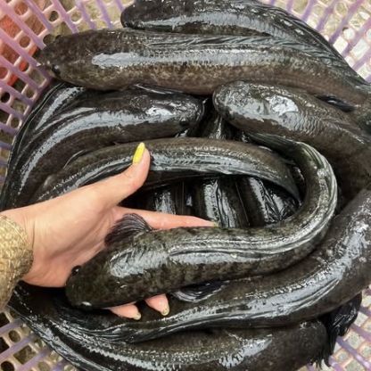 Cá lóc thiên nhiên sống Size 0,5-1 kg/con
