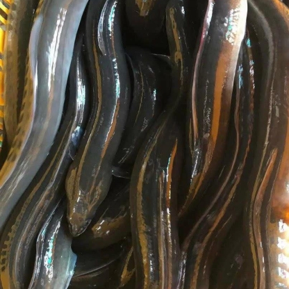 Cá chình thiên nhiên sống 1-1,5 kg/con