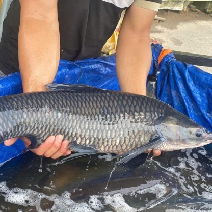 Cá trắm đen sống giá tốt Size 4-5 kg/con