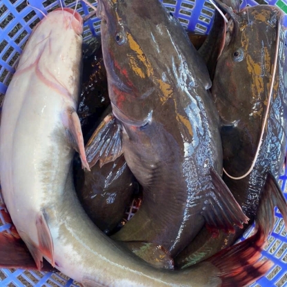 Cá lăng đuôi đỏ đã làm sạch, sản phẩm an toàn Vietgap Size 2,5-3 kg/con
