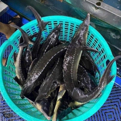 Cá tầm sống vừa đánh bắt, thịt ngon ngọt Size 2-2,5 kg/con