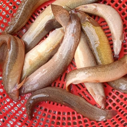 Cá chạch quế (chạch sụn) làm sạch Size: 6-7 con/kg