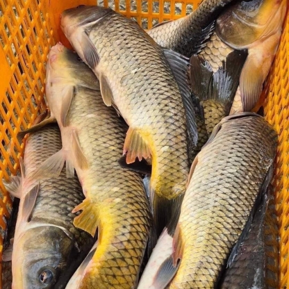 Cá chép sống từ thiên nhiên Size 1,5-2 kg/con