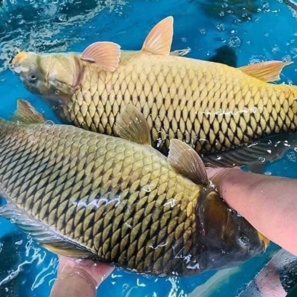 Cá chép sống Size 1-1,5 kg/con