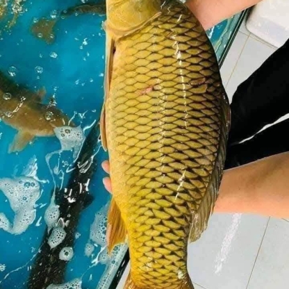 Cá chép sống từ thiên nhiên Size 2-2,5 kg/con