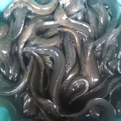 Cá chạch quế (chạch sụn) sống, giá tốt Size 8-10 con/kg