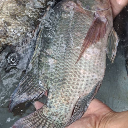 Cá rô phi sống Size 1-1,5 kg/con