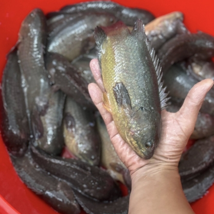 Cá rô sống mới đánh bắt, giá tốt Size 3-4 con/kg