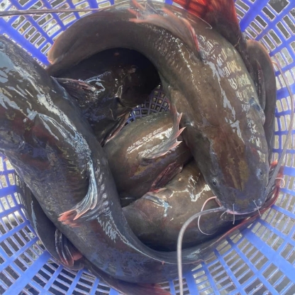 Cá lăng đuôi đỏ sống vừa bắt, tươi mới Size 2-2,5 kg/con