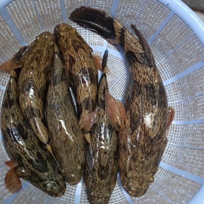 Cá bống tượng tươi sống Size 0,7-1 kg/con