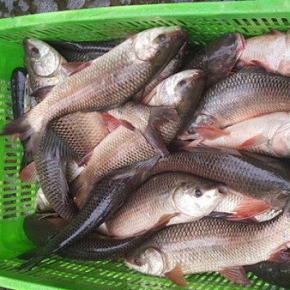 Cá trôi sống tự nhiên, vừa đánh bắt Size 2-2,5 kg/con