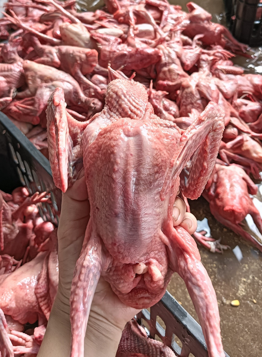 bồ câu thịt tại quận phú nhuận