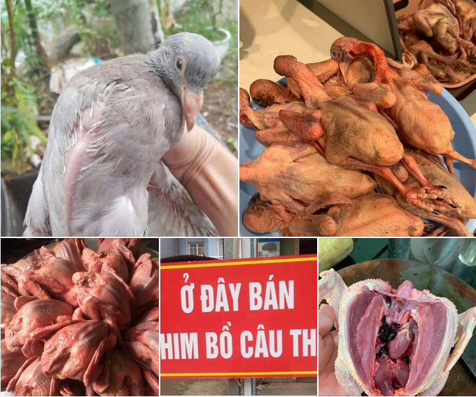 Địa Chỉ Bán Bồ Câu Thịt Thành Phố Thủ Đức Uy Tín, Giá Tốt