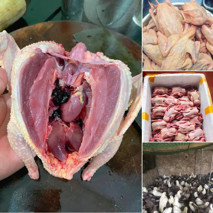 Địa Chỉ Bán Bồ Câu Thịt Quận Bình Tân Uy Tín, Giá Tốt