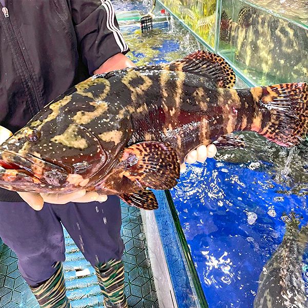 Báo giá cá song hổ (cá mú cọp) tươi sống hôm nay tại Hà Nội