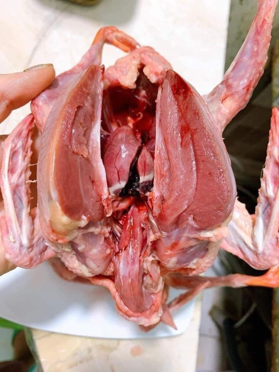 Bán Bồ Câu Thịt Quận Tân Bình | Bồ Câu Ra Ràng, Non, Ngọt Thịt