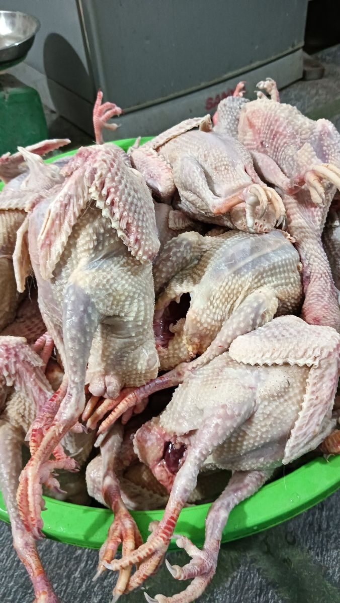 Bán Bồ Câu Thịt Quận Bình Thạnh | Bồ Câu Ra Ràng, Non, Ngọt Thịt