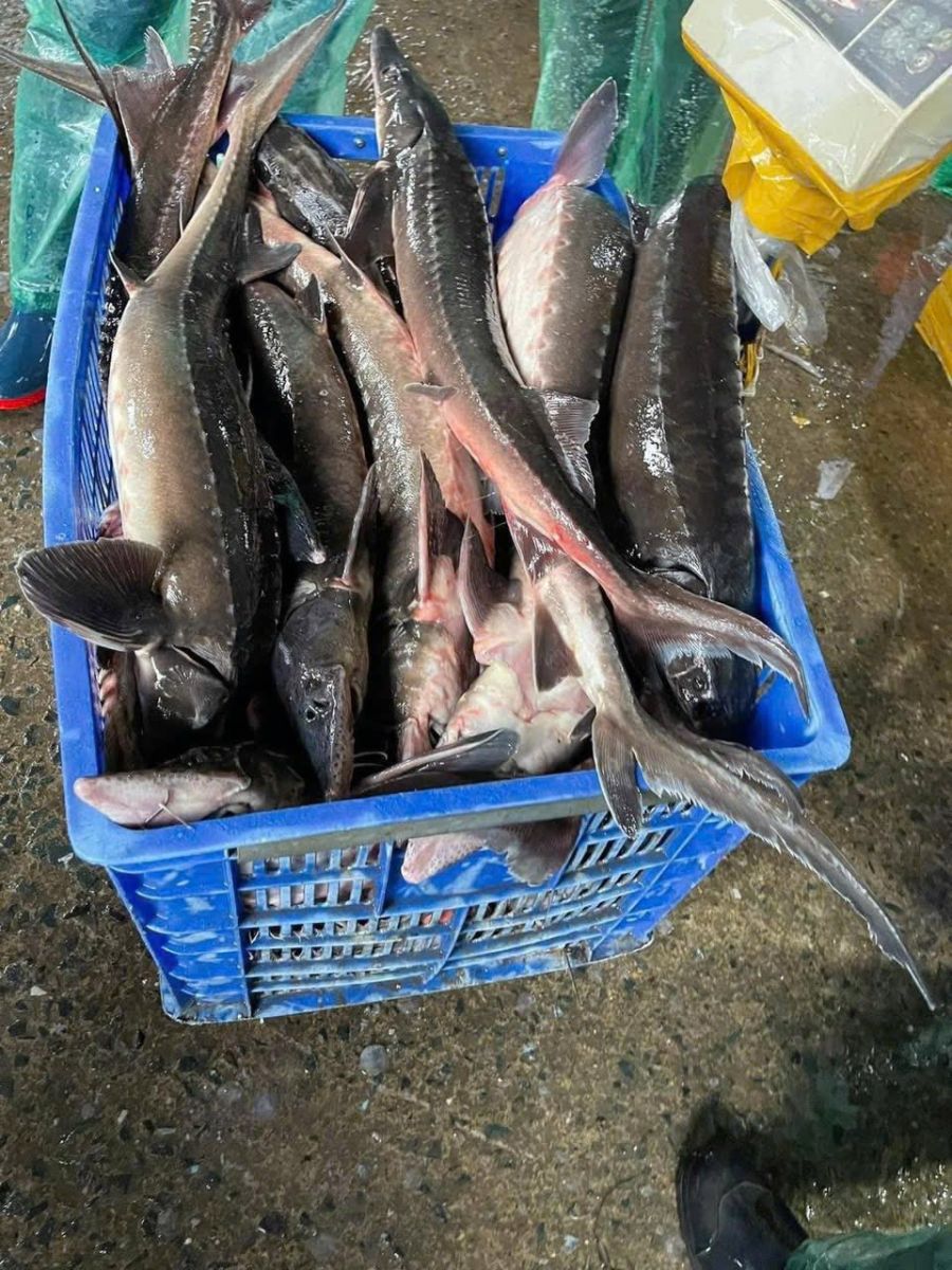 Mua cá tầm Nha Trang, giá cá tầm sống, cá tầm phi lê, thucphamviet.com.vn