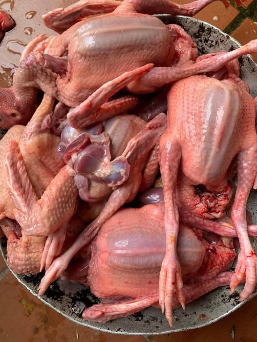 Địa Chỉ Bán Bồ Câu Thịt Hóc Môn Uy Tín, Giá Tốt