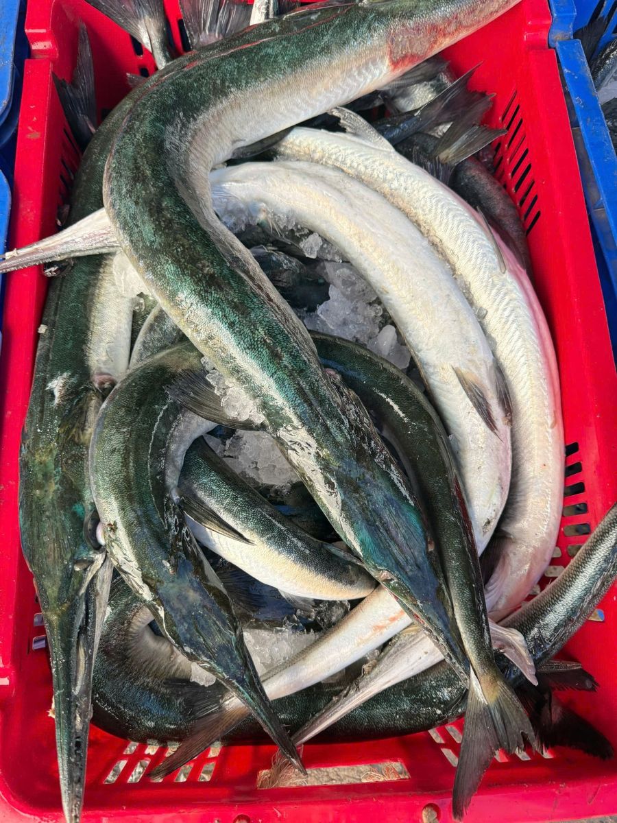 Cá Xương Xanh Thiên Nhiên Tươi Nguyên Con 2,5–3kg | Giá Tốt – Giao Nhanh