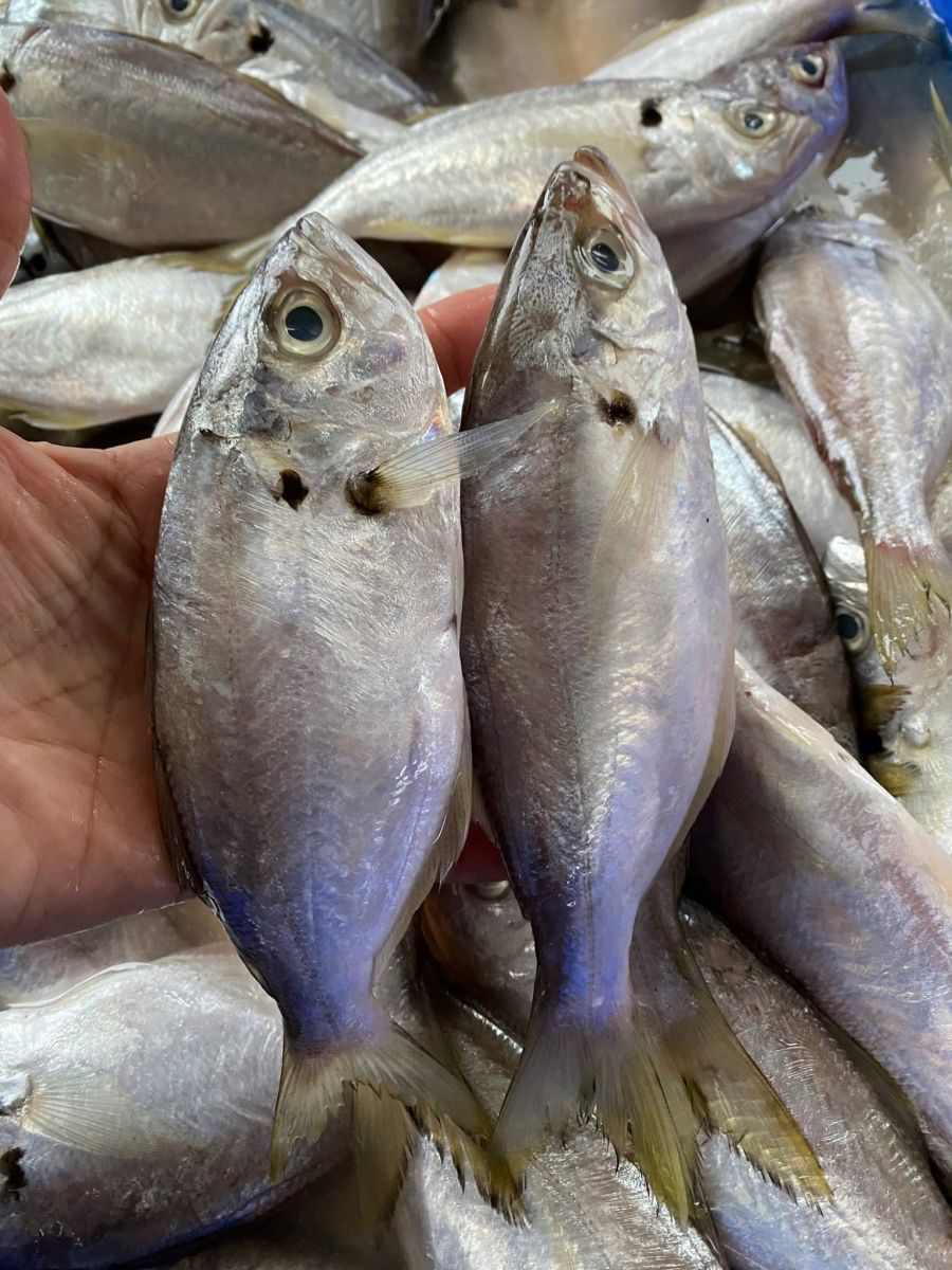       Vựa Hải Sản Tươi Sống Quận 11 – Giá Rẻ, Giao Nhanh