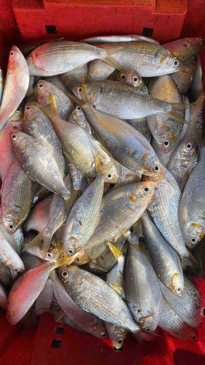 VIFOOD – Hải Sản Tươi Sống Quận 9 (TP Thủ Đức) Giá Rẻ, Giao Nhanh