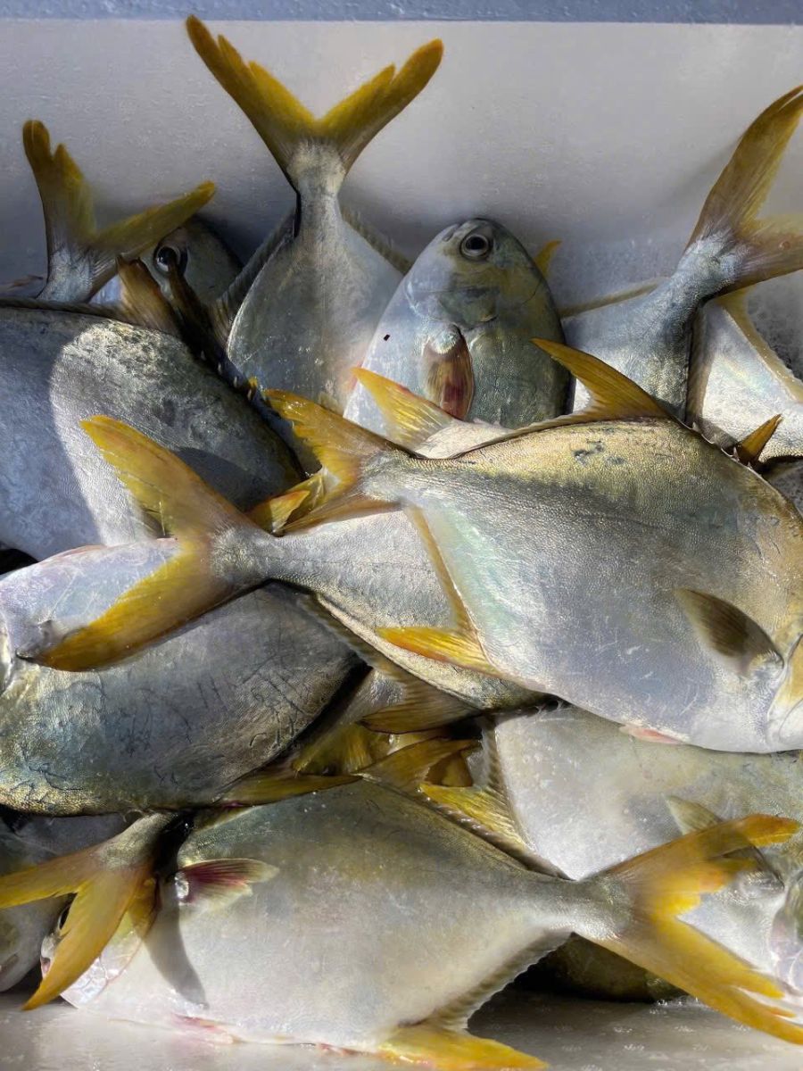 VIFOOD – Hải Sản Tươi Sống Quận 8 Giá Rẻ, Giao Nhanh