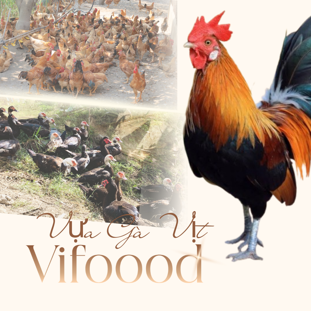 Địa Chỉ Bán Gà Vịt Giá Sỉ Tại TP.HCM